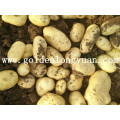 Approvisionnement en usine Fresh Potato 2016 Nouvelle récolte